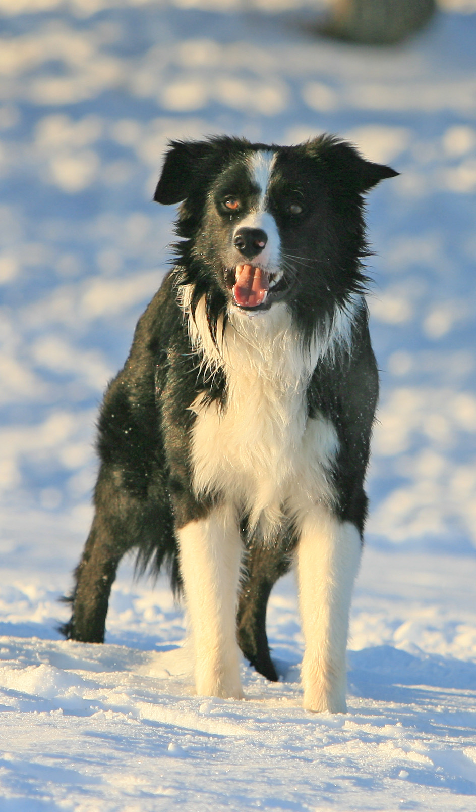 OAIC, Inc. Indian Summers Border Collie Rescue